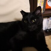 黒猫に関するアンケートvol.01