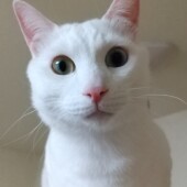 猫好きさんへ：サービス向上のためのご質問