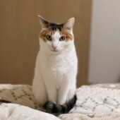 猫のフードの悩みに関するアンケートvol.01