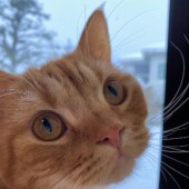 「猫飼いあるある」に関するアンケートvol.16