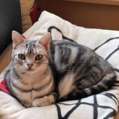 猫グッズに関するアンケートvol.03