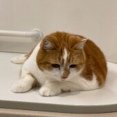 猫の爪切りに関するアンケートvol.03