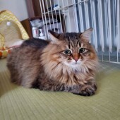 猫の多頭飼いに関するアンケートvol.01