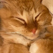 猫のトイレに関するアンケートvol.01