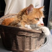 猫の行動に関するアンケートvol.05