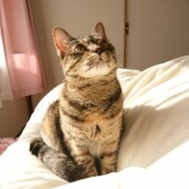 猫カフェに関するアンケートvol.01