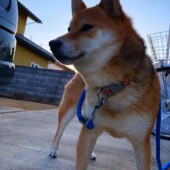 知名度は低いけれど魅力のある犬種に関するアンケート