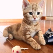 猫のひげの保管に関するアンケートvol.01