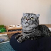 猫のおならに関するアンケートvol.01