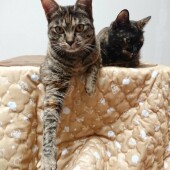 猫の花粉症に関するアンケートvol.01