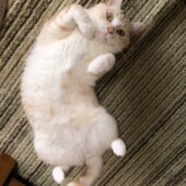 猫の避妊去勢手術に関するアンケートvol.01