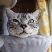 猫が好きな家の中のアイテムに関するアンケートvol.01