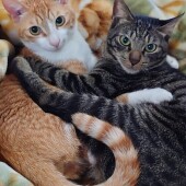 猫の行動に関するアンケートvol.06