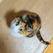 猫の多頭飼いに関するアンケートvol.02