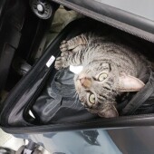 猫の行動に関するアンケートvol.07