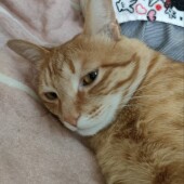 飼い主さんに対する愛猫の行動に関するアンケートvol.01