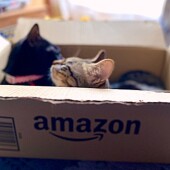 「猫飼いあるある」に関するアンケートvol.17