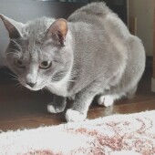 マイクロチップに関するアンケート