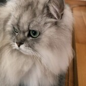 「猫飼いあるある」に関するアンケートvol.18