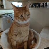 飼い主さんに対する愛猫の行動に関するアンケートvol.02