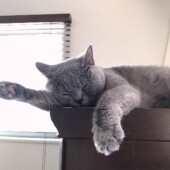 猫の飼い主に向かない人に関するアンケート