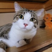 猫のお留守番に関するアンケート