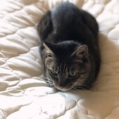 猫の行動に関するアンケートvol.08