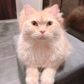 飼い主さんに対する猫の行動に関するアンケートvol.01