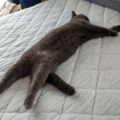 猫のお留守番に関するアンケーvol.03