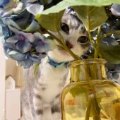 猫の採尿に関するアンケートvol.01