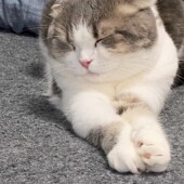 猫草に関するアンケート