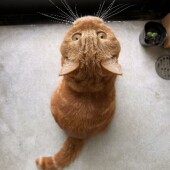 猫の行動に関するアンケートvol.10