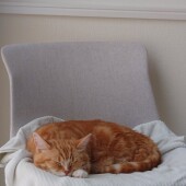 猫の行動に関するアンケートvol.11