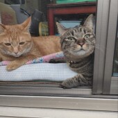 猫の複数飼いに関するアンケートvol.03