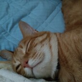 暑い時期の猫の行動、お世話に関するアンケートvol.01