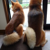 犬の行動に関するアンケートvol.15