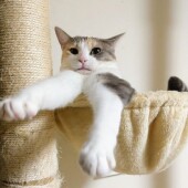 猫の好きな音、嫌いな音に関するアンケート