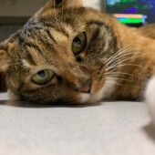 猫の行動に関するアンケートvol.12