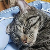 猫の行動に関するアンケートvol.13