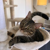 猫飼いさんの体験談に関するアンケートvol.01