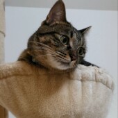 猫を飼い始めてから変わったことについてのアンケート