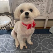 犬の飼い主さんに関するアンケートvol.01