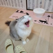 愛猫の看取り、ペットロスに関するアンケートvol.01