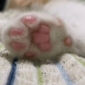 猫飼いさんの体験談に関するアンケートvol.02