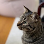 猫のシャンプーに関するアンケートvol.01