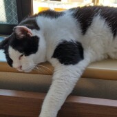 猫の多頭飼いに関するアンケートvol.03