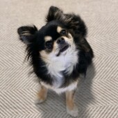 犬の散歩に関するアンケート