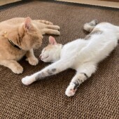 愛猫のことを「健気だな」と感じたときの行動に関するアンケート