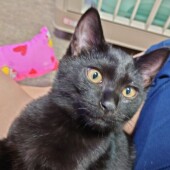 「猫が気を使っているな」と思ったエピソードについてのアンケート