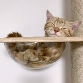 猫をスムーズに病院に連れていくための工夫についてのアンケート